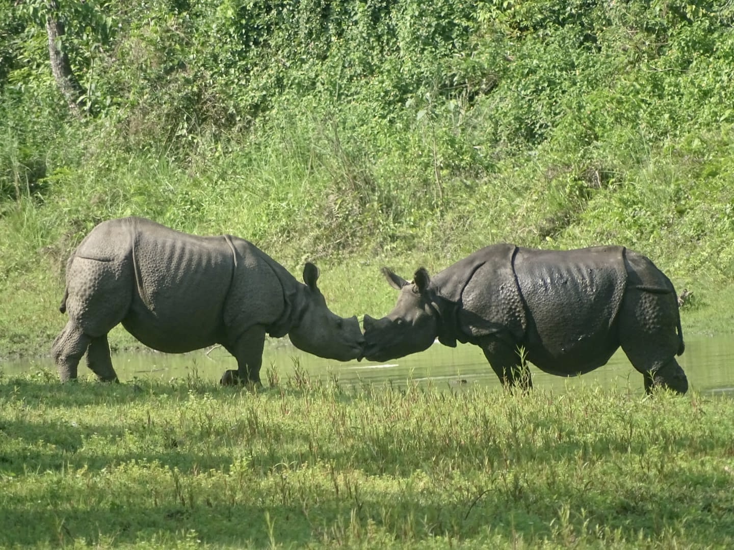 rhino couple