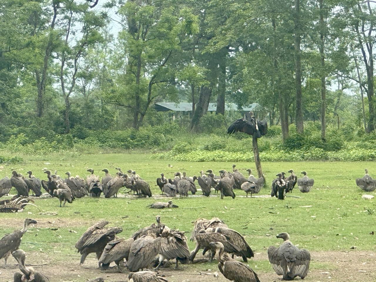 vulture
