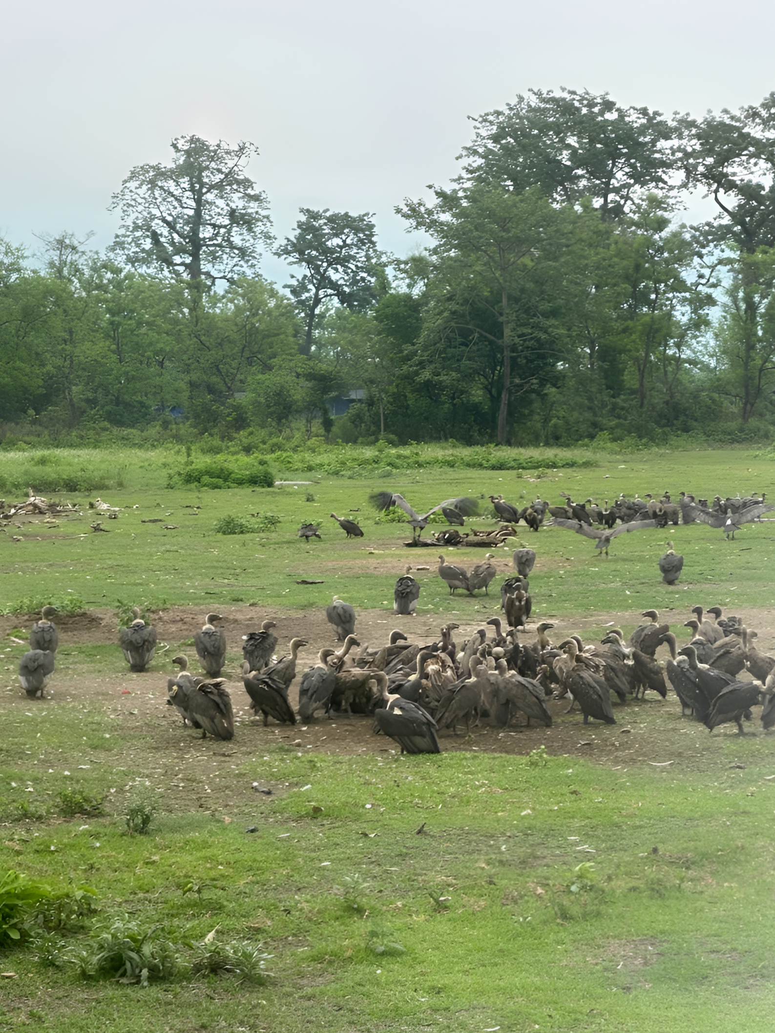 vulture feeding