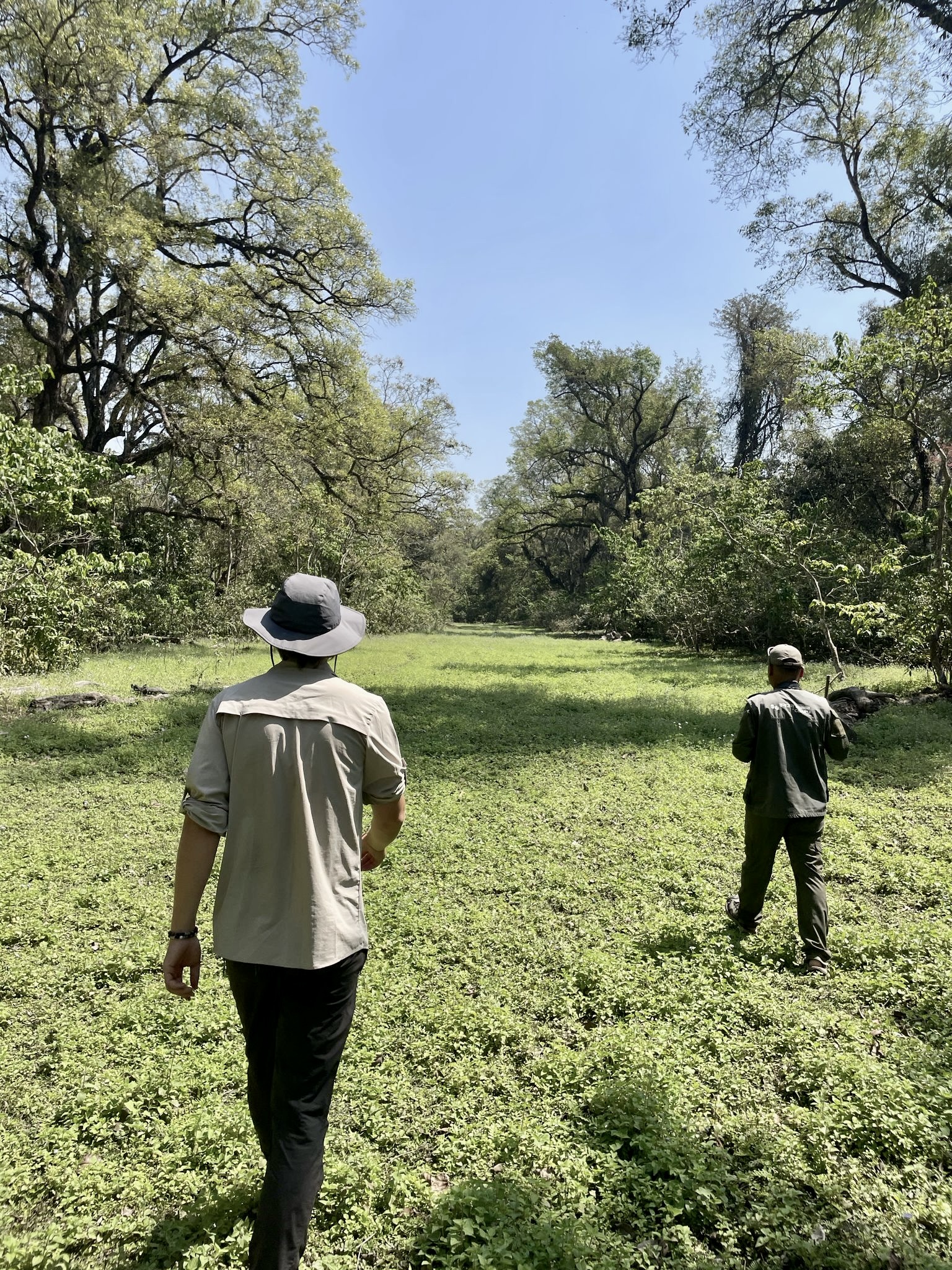 Jungle Walk
